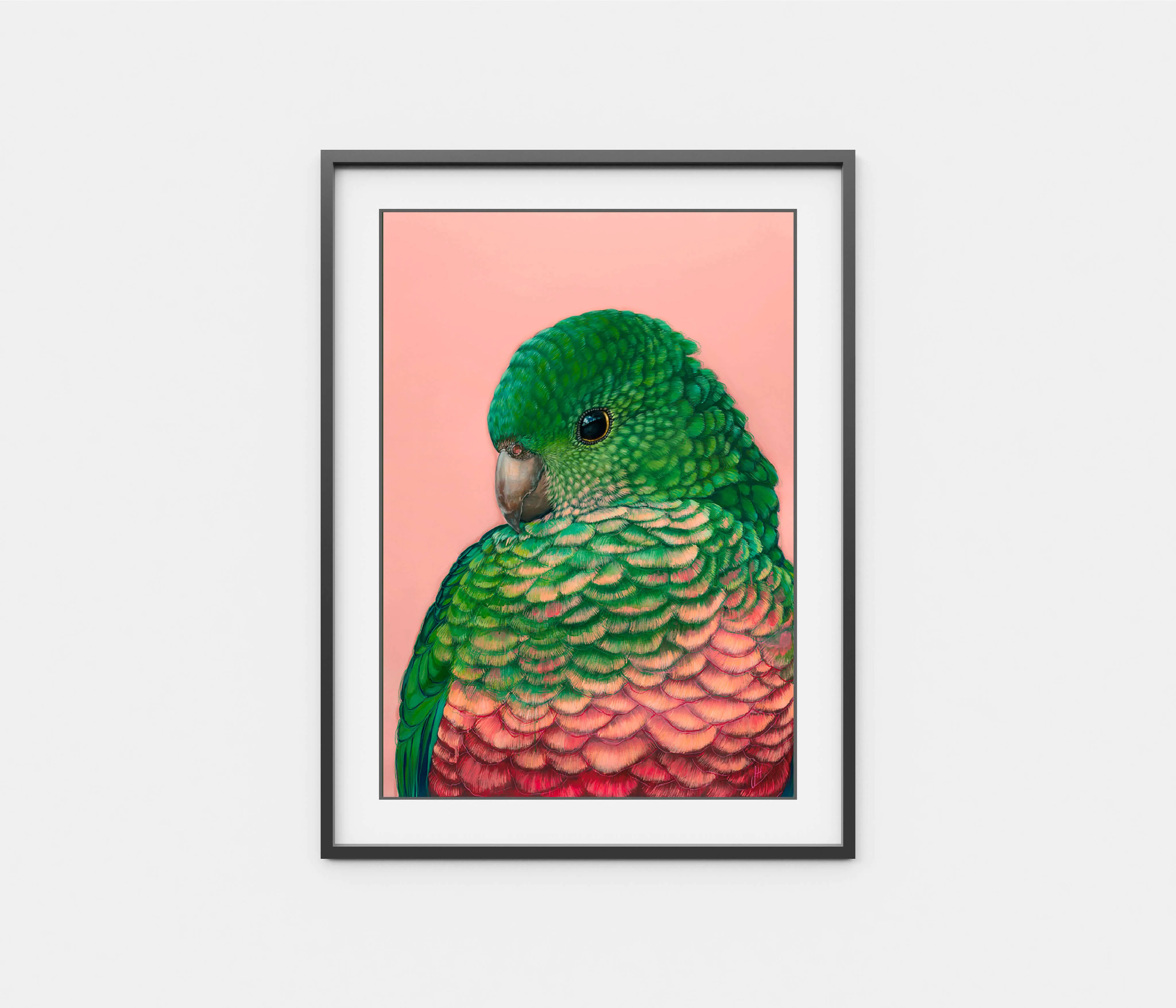 'Queenie' The King Parrot