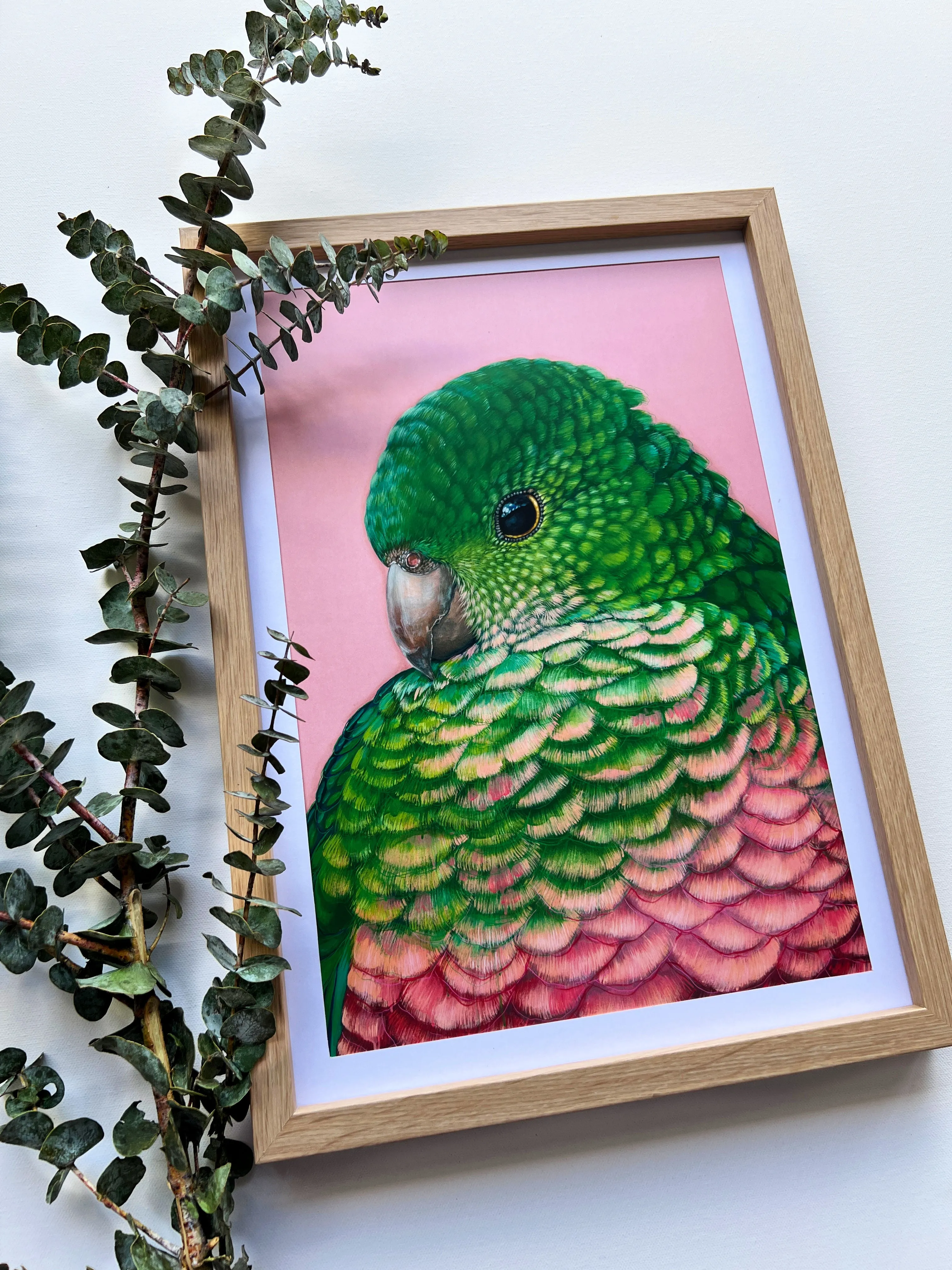 'Queenie' The King Parrot